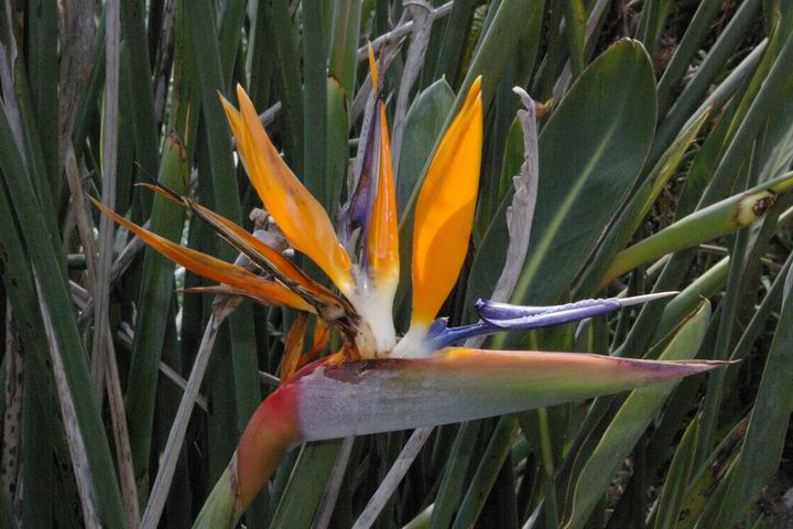 <p><b><i>Strelitzia reginae</i></b> (Strelitziaceae), Crane flower / Geel piesang</p>