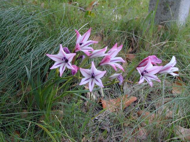 <p><b><i>Gladiolus floribundus</i></b> (Iridaceae), Gladiolus</p>