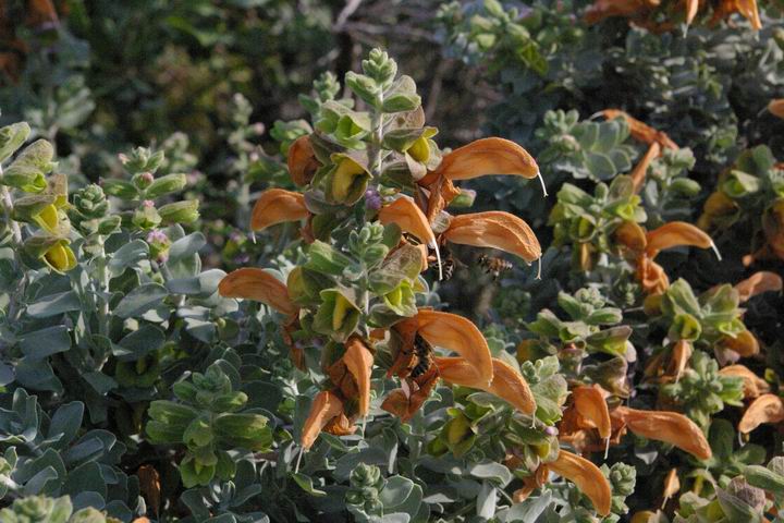 <p><b><i>Salvia africana-lutea</i></b> (Lamiaceae), Beach salvia / Sandsalie</p>