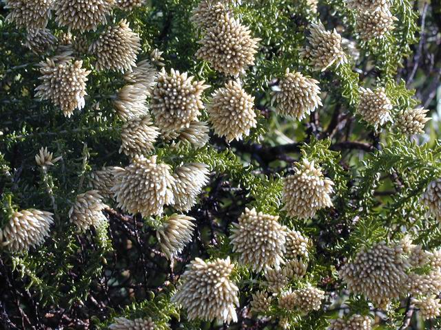 <p><b><i>Metalasia muricata</i></b> (Asteraceae), White bristle bush / Blombos</p>