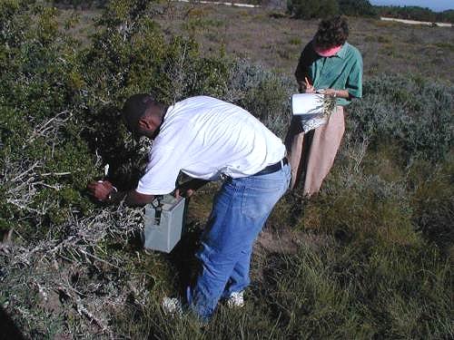 Recording leaf stress levels in the veld.