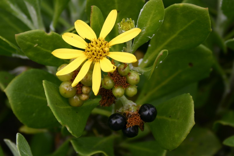 <p><b><i>Chrysanethmoides monilifera</i></b> (Asteraceae), Bush tick berry / Bietou</p>