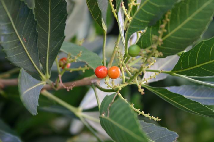 <p><b><i>Allophylus natalensis</i></b> (Sapindaceae), Dune false currant</p>