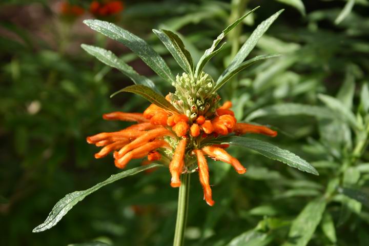 <p><b><i>Leonotis leonurus</i></b> (Lamiaceae), Wild dagga</p>