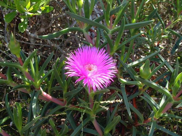 <p><b><i>Carpobrotus edulis</i></b> (Mesembryanthemaceae), Sour fig / Kaapsevy</p>