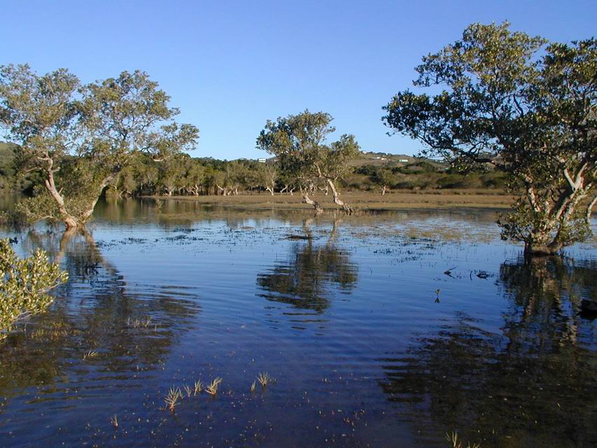 Another view of the mangrove swamp being studied by one of our PhD students