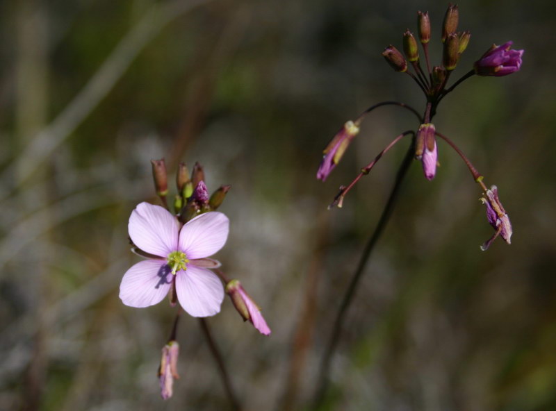 <p><b><i>Heliophila suavissima</i></b> (Brassicaceae)</p>