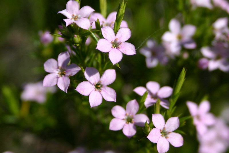 <p><b><i>Coleonema pulchellum</i></b> (Rutaceae), Confetti bush</p>