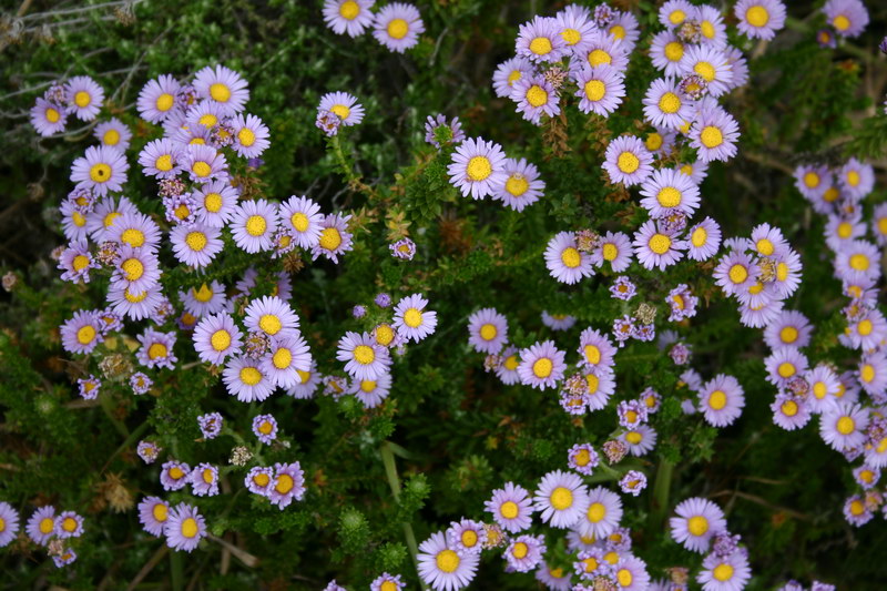 <p><b><i>Felicia echinata</i></b> (Asteraceae), Dune daisy / Bloublommetjie</p>