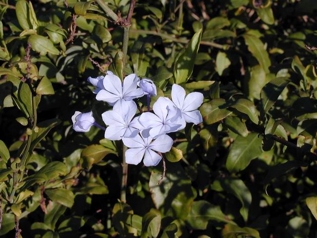 <p><b><i>Plumbago auriculata</i></b> (Plumbaginaceae), Plumbago / Blousyselbos</p>