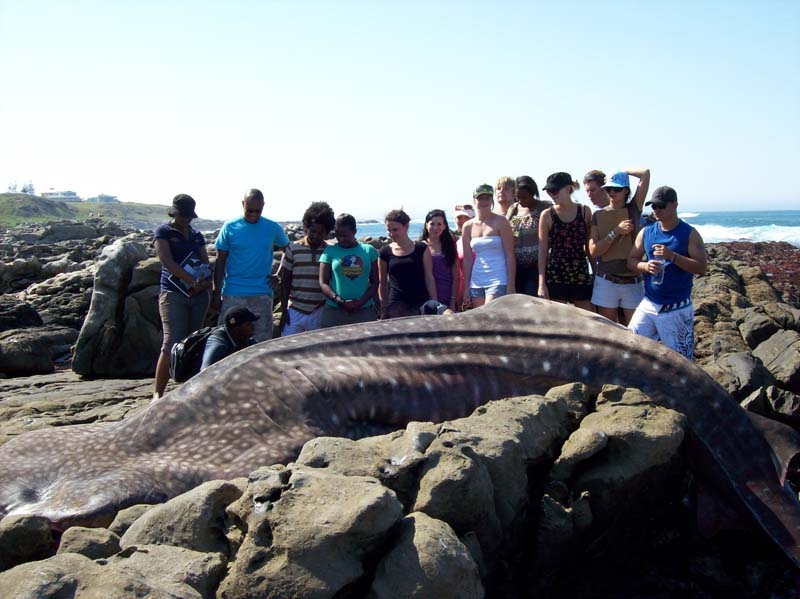 BOT310 2009 - Class photo (  whale shark)