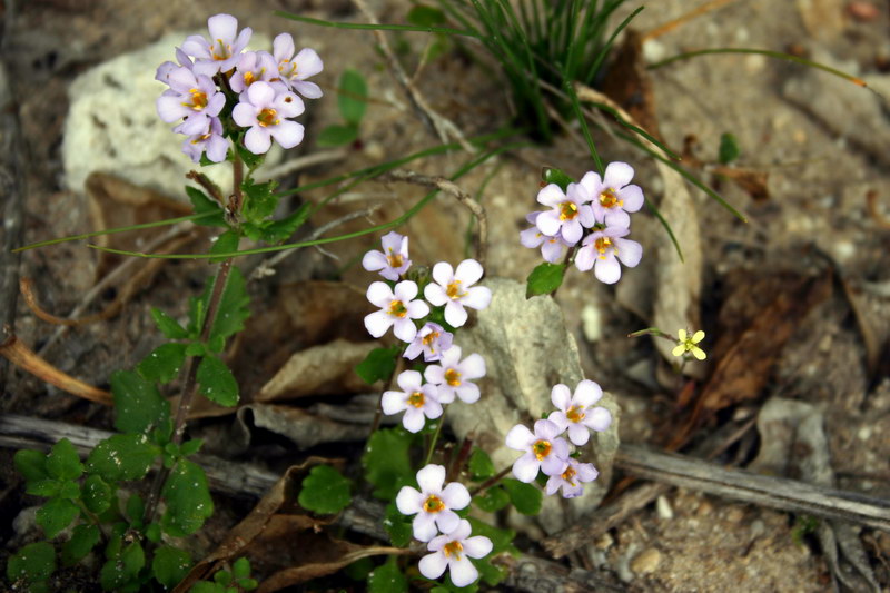 <p><b><i>Sutera campanulata</i></b> (Scrophulariaceae)</p>