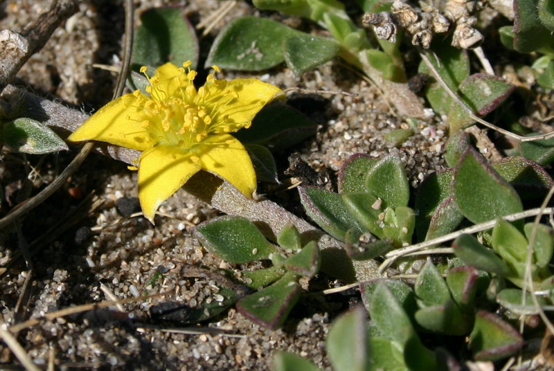 <p><b><i>Aizoon rigidum</i></b> (Aizoaceae), Sunshine star</p>