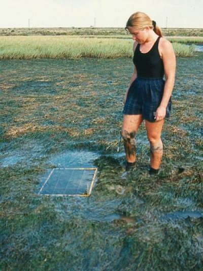 Measuring the cover abundance of a seagrass in an estuary.