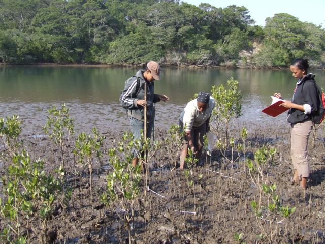 Students studying mangrove trees in an estuary