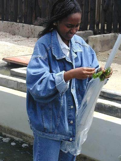 An MSc student from Senegal examining macroalgae being grown to feed abalone, also known as perlemoen.