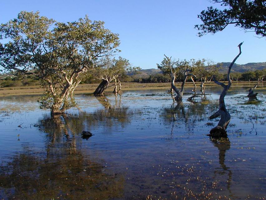 View of mangrove swamp being studied by one of our PhD students