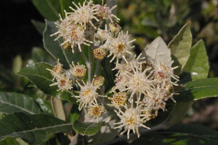 <p><b><i>Brachylaena discolor</i></b> (Asteraceae), Forest silver oak / Bosvaalbos</p>